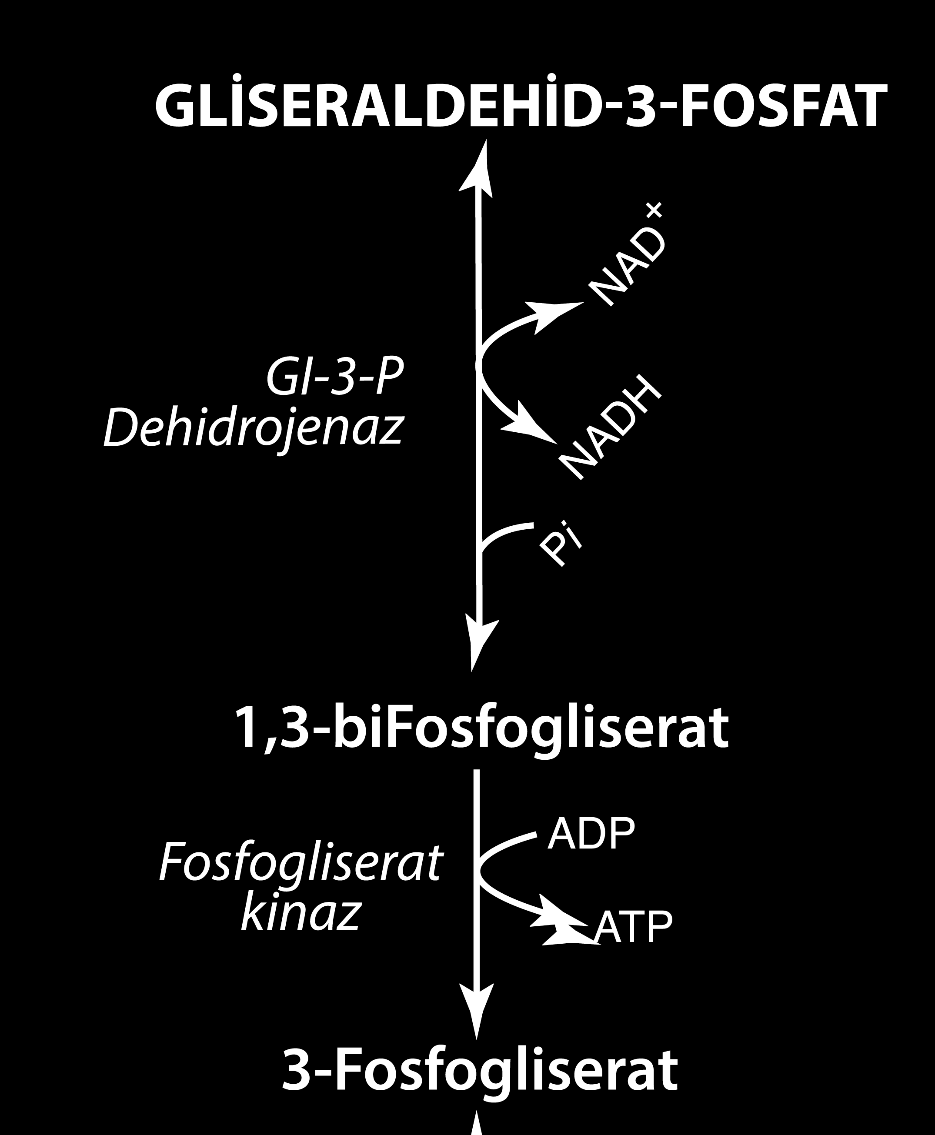 Anaerobik Glikoliz; Ara Reaksiyonlar Bu reaksiyon substrat seviyeli fosforilasyon olarak isimlendirilir. o Çünkü yüksek enerjili fosfat aktarımı substrat üzerinden gerçekleşir.