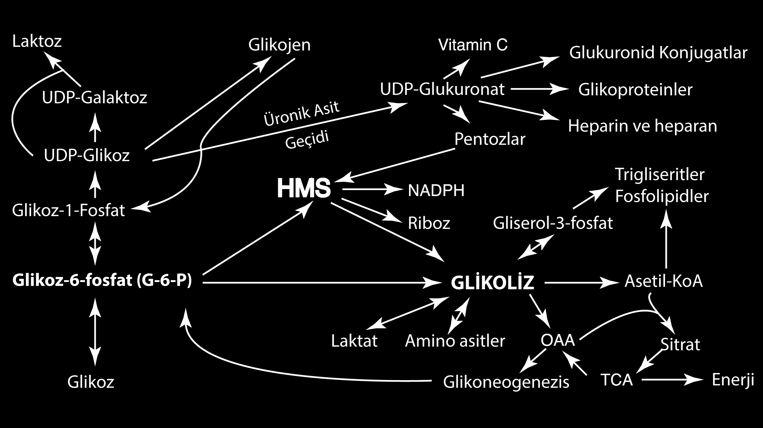 Glikoz-6-fosfat ın olası