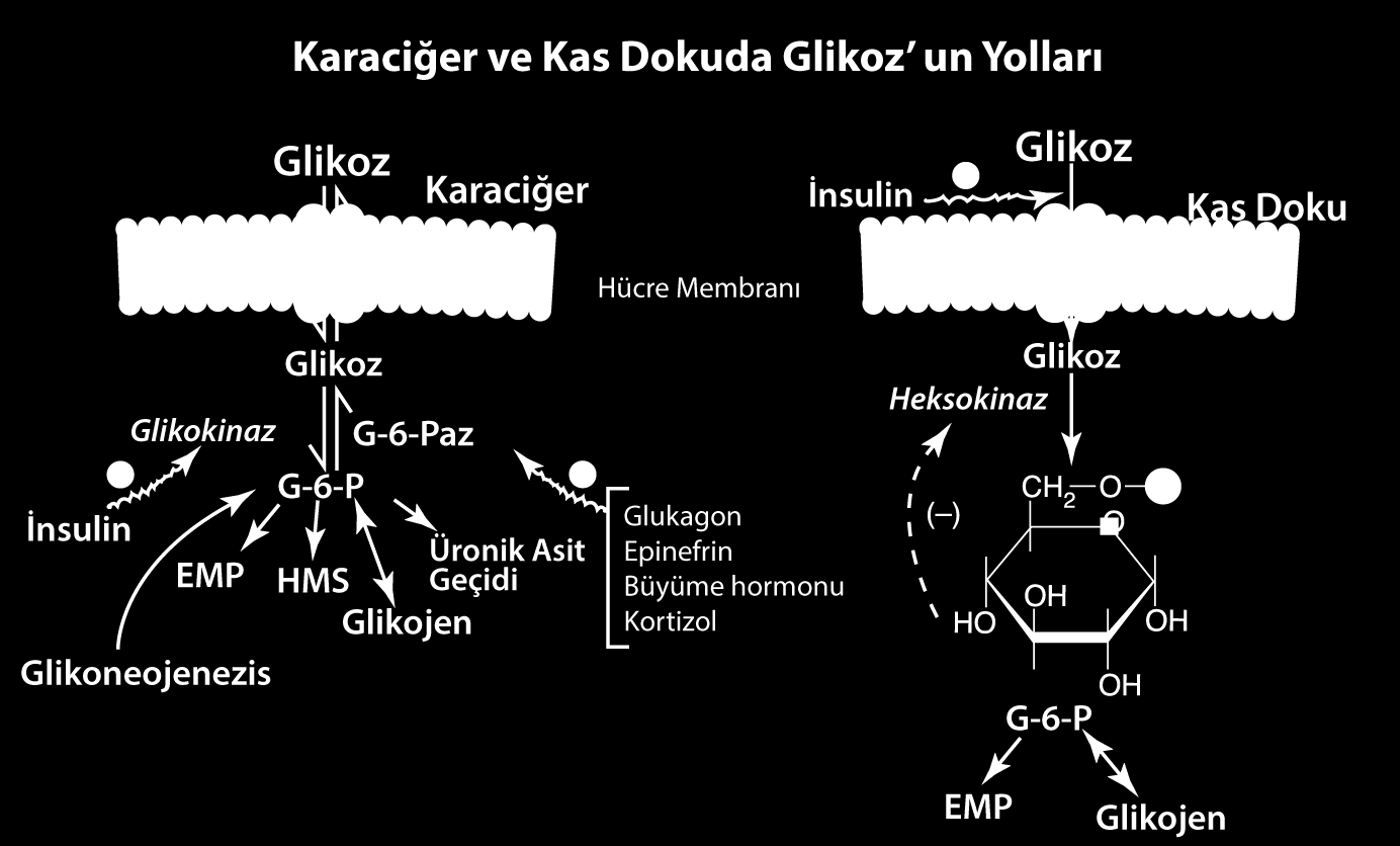 Glikozun hücrelere girişi ve