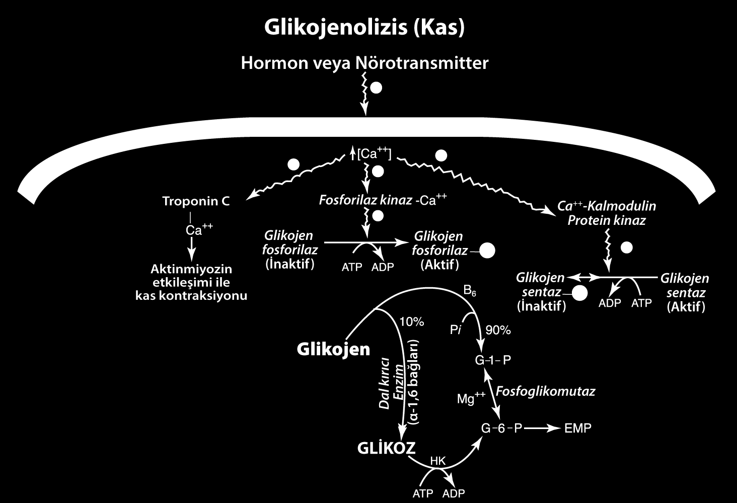 Kaynak: