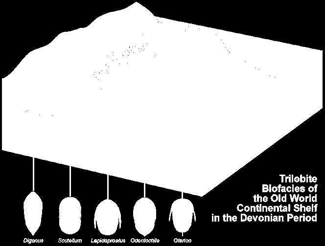 http://www.trilobites.info/biofacies.gif Dünya da her bölgede Kambriyen sonrası trilobit sitlerin/yerlerin bir çoğunda tür örnekleri yukardaki gibi bulunmuştur.