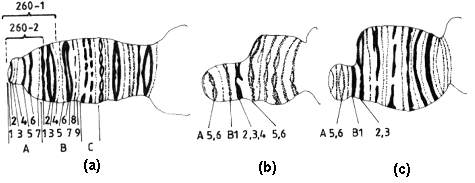 260-1 bölgesi (11 bant) 260-2 bölgesi Demerec in Drosophila melanogaster'in X kromozomunda sitogenetik haritalama (Goodenough'dan).
