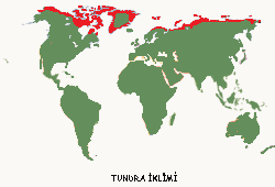 Toprak tabakası sürekli donmuş haldedir.