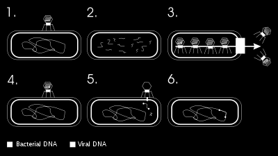 Transdüksiyonda, bir hücreden diğerine DNA