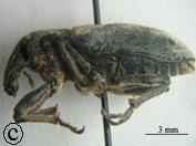 Resim 1.2. Curculionidae familyasında rostrum durumları; a) Curculio pellitus, b) Sitona crinitus, c) Cleonus piger (Erbey, 2010). Rostrum eşeysel dimorfizm gösterir.