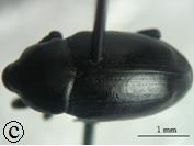 Resim 1.7. Curculionidae familyasında elitra durumları; a) Psallidium maxillosum, b) Sitona intermedius, c) Baris timida (Erbey, 2010). Trochanterler genellikle küçük ve üçgen biçimindedir.