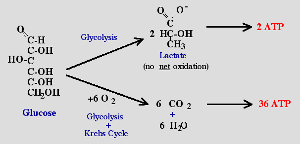 Glikoliz Anaerobik