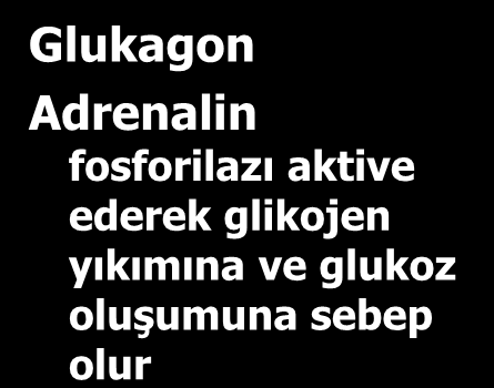 Glikojenoliz Glukagon Adrenalin fosforilazı aktive ederek glikojen yıkımına ve glukoz oluşumuna