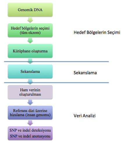 Tüm ekzom sekanslama