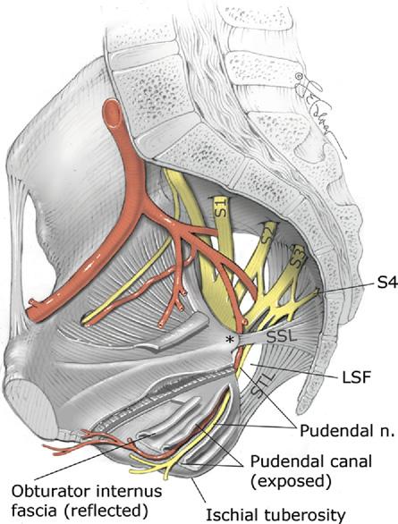 Birleşen kökler pudendal arter eşliğinde büyük siyatik çentikten pelvisi terk eder. Piriformisin kasının önünden koksigeus kası ve sakrospinöz ligamentin arkasından geçer.