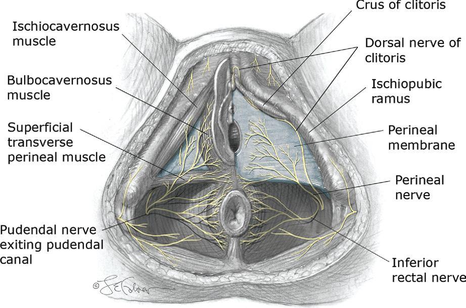 Perineal sinir pudendal sinir dallarının en yüzeysel seyredenidir (16).