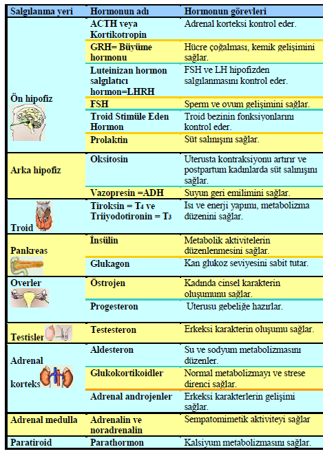 Endokrin hormonların