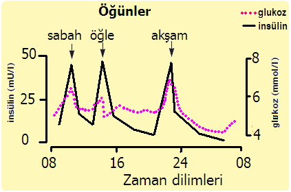 Normal metabolizmada kan şekeri yükselmesine cevap olarak insülin salınımı artar. Kan şekerindeki 10 mg/dl.lik küçük bir artış insülin salınımını uyarır.