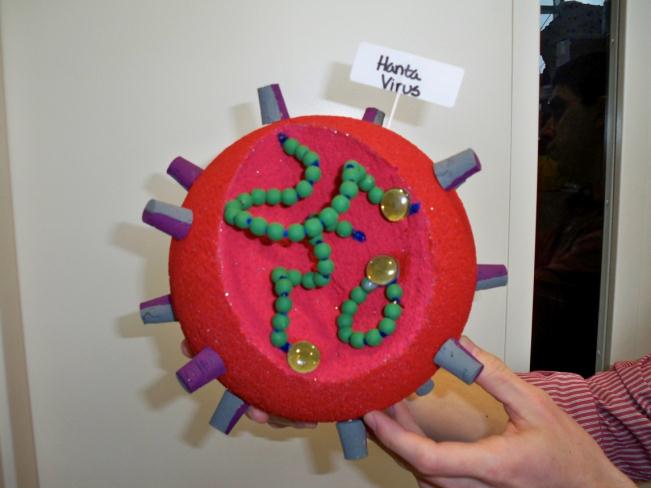 Hantavirüs Genel özellikler RNA virüsü 2 L (large) segment: RNA polimerazı kodlar M (middle) segment Envelop glikoprotein G
