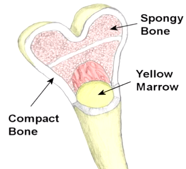 Tipik bir kemik, üzerindeki kompakt doku ve içteki sünger doku olmak üzere iki yapıdan meydana gelir.