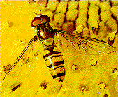 48 Syrphidae