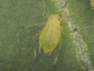 93 Aphidler Aphis gossypii Macrosyphum