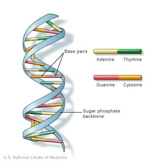 Amino asitler, 9 Proteinler, Nükleotitler DNA Klorofil gibi biyolojik moleküllerin temel bileşenidir.