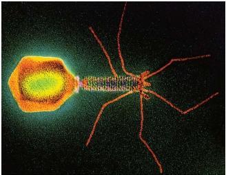 Bakterileri bakteriyofajlara karşı korurlar Bakteriyofaj DNA sını özgül dizilerden