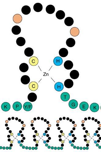 DNA ya bağlanan trankripsiyon