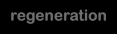 Cell culture and regeneration techniques allow the mass production of somatic embryos.