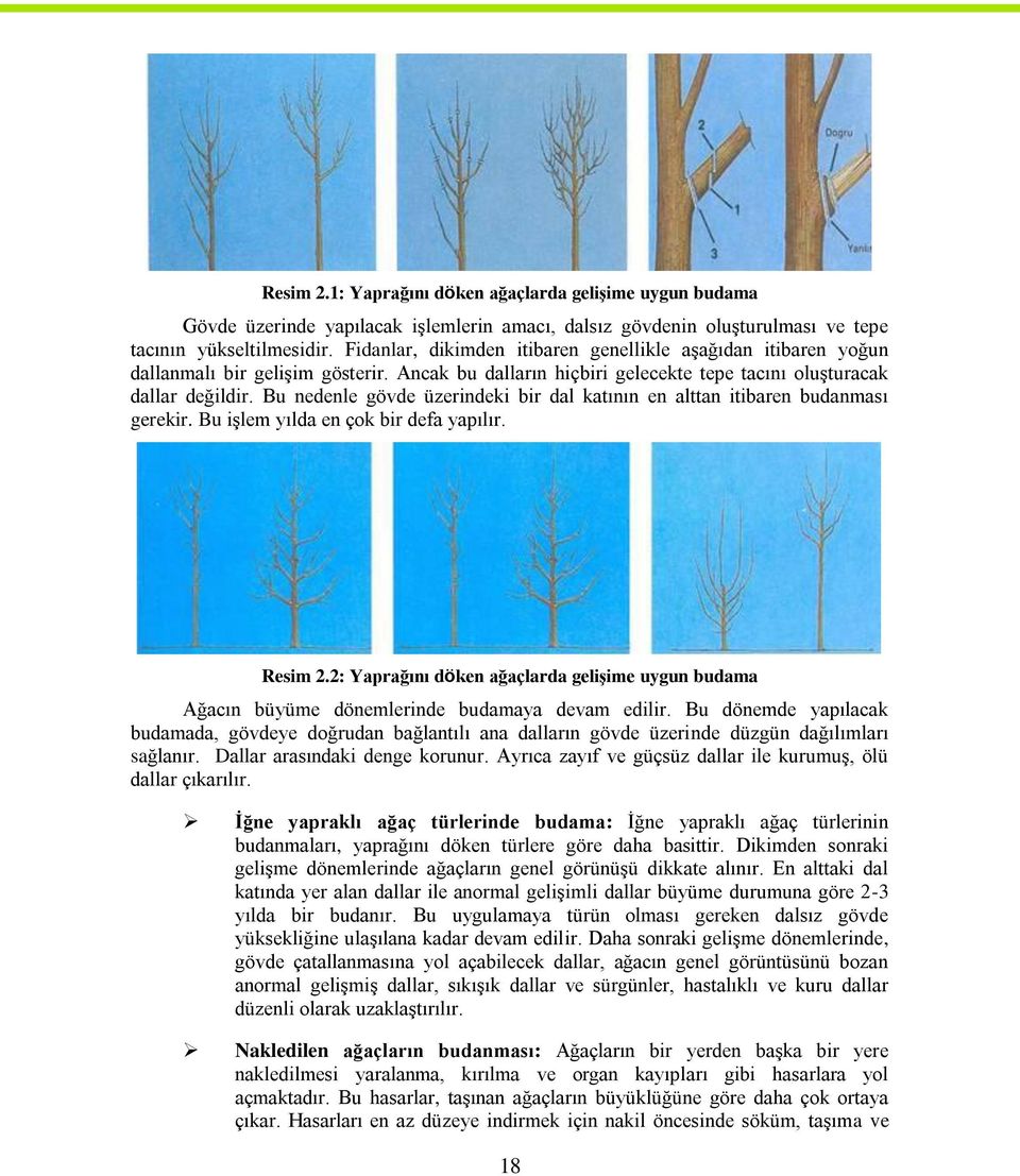 Bu nedenle gövde üzerindeki bir dal katının en alttan itibaren budanması gerekir. Bu iģlem yılda en çok bir defa yapılır. Resim 2.