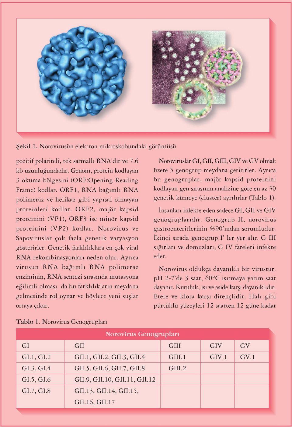 Norovirus ve Sapoviruslar çok fazla genetik varyasyon gösterirler. Genetik farkl l klara en çok viral RNA rekombinasyonlar neden olur.