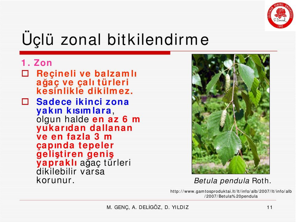 tepeler geliştiren geniş yapraklı ağaç türleri dikilebilir varsa korunur. Betula pendula Roth.