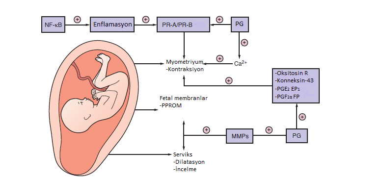 Şekil 1. Doğum eyleminde enflamasyon ve prostaglandinlerin anahtar aktivatörler olarak gösterimi.