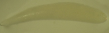 Şekil 4.5. Itoplectis melanocephala yumurta şekli 4.2.2. Larva Evresi Konak içine bırakılan yumurtalar larval evrenin gözlenebilmesi için %1 lik disekte suda 1 gün boyunca bekletilmiştir.