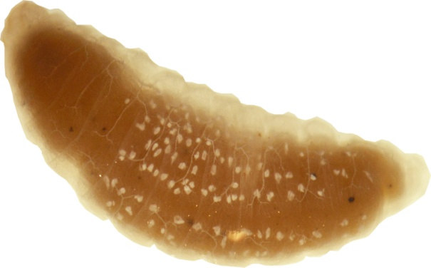 larval evre, b. I. larval evre mandibulu, c. II.