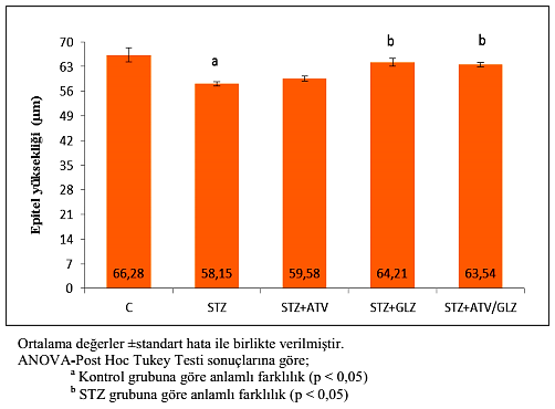 MORFOMETRİK ANALİZLER GLZ seminifer tübül çapını ve epitel yüksekliğini artırarak kontrol düzeyine yaklaştırdı