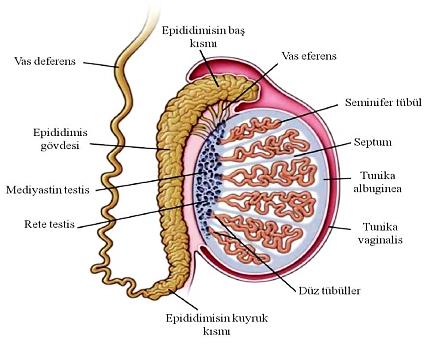 desteklenmesi, korunması Kan-testis bariyeri Leydig Hücreleri Testosteron sentezi