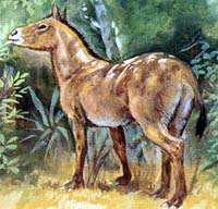 17 milyon önce Kuzey Amerika da ortaya çıktı. Atların evriminde bir kilometre taşıdır. Tipik Merychippus yaklaşık 110 cm uzunluğundaydı ve bu şimdiye kadar bulunan en uzun attı.