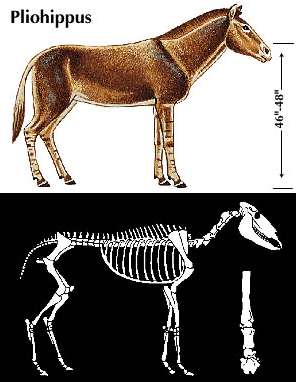 15 milyon yıl önce üç parmaklı at olarak doğdu. Gelişimini Güney Amerika kıtasında devam ettiren Hippidion cinsinin ve daha sonra da Equus a dönüşmüş Dinohippus un atasıdır.