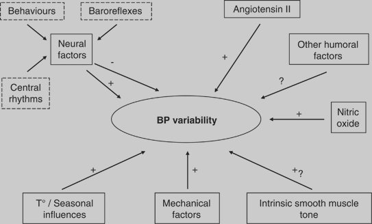 Anjiotensin 2 Nöral Faktörler BP