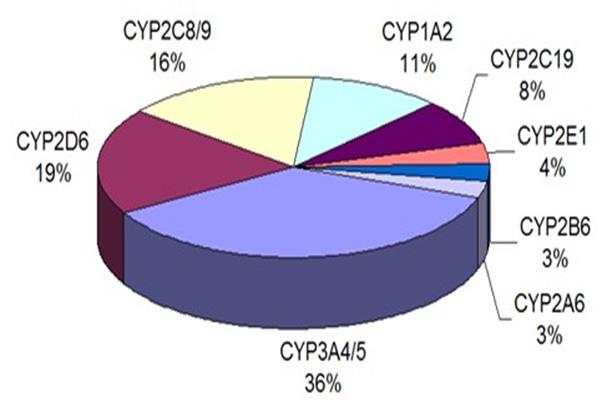 Sitokrom P450 enzimleri: Tüm ilaçların 80% i www.