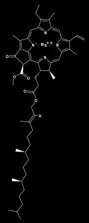 204 Klorofil Klorofil + 2H + Feofitin + Mg 2+ Siyah zeytinden elde