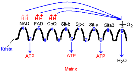 6 3- OKSİDATİF FOSFORİLASYON ( ETS ) Bu evrede; glikoliz ve kreps reaksiyonları evresinden gelen hidrojenler, oksijenle yakılarak (oksitlenerek) ATP sentezlenir.