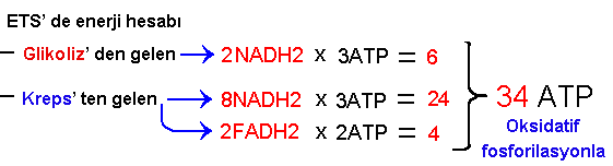 7 Böylece NAD ın yakaladığı hidrojenler için: 3 ATP; FAD ın yakaladığı hidrojenler için: 2 ATP sentezlenir. Elektronlar son olarak oksijen tarafndan yakalanır.