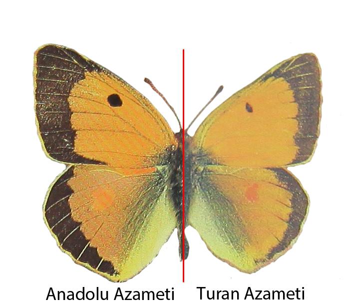 TURAN AZAMETİ (Colias thisoa) Dağılımı olan bölgelerde 2.000 metre ve üzerinde dağlık çayırlarda, temmuz - ağustos aylarında gözlenebilmektedir.