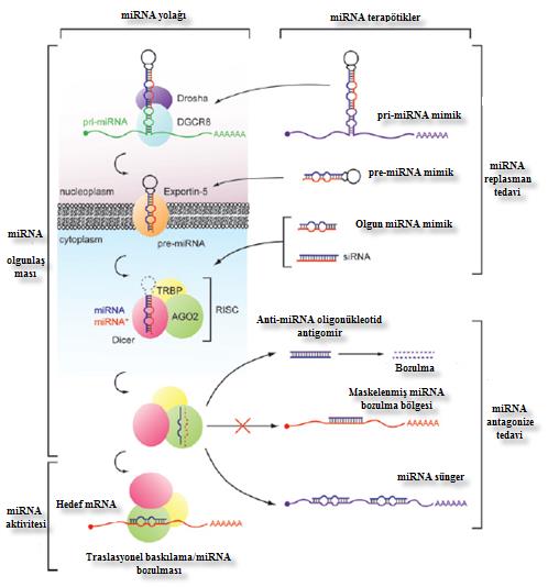 Hastalık oluşumunda etken faktör olan mirna nın faaliyeti durumunda antagonize mirna aktivitesi tercih edilir.