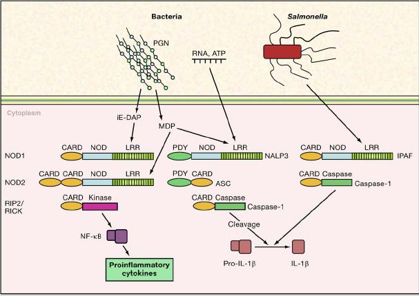 Bazı PRR ler hücre içine yerleģmiģtir ve Patojeni Tanıyıp Yangı (inflammation)