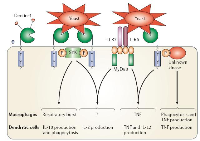 Dectin-1 Özellikle mantarların