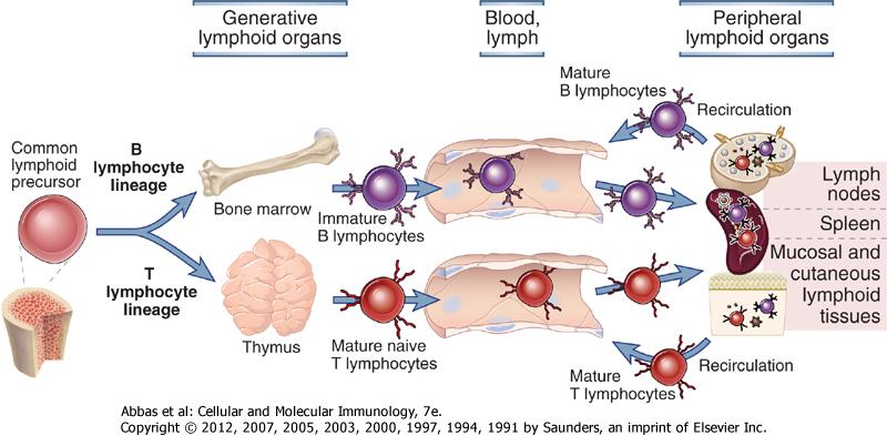 LENFOSİT OLGUNLAŞMASI VE DOLAŞIMI Primer lenfoid organlar Kan ve lenf Periferik (Sekonder) lenfoid organlar Ortak lenfoid