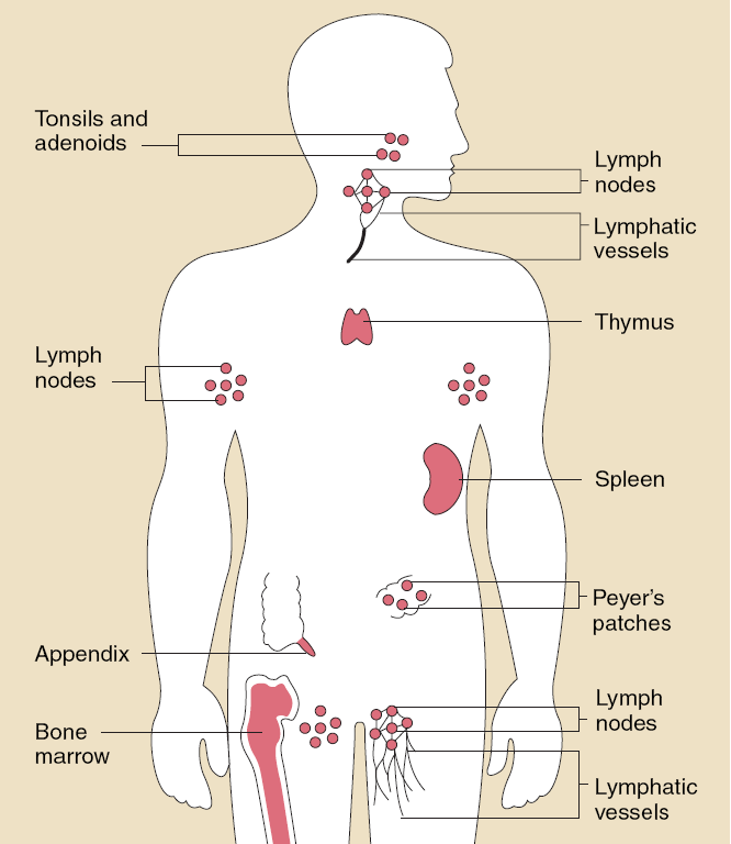 Tonsilla/ Adenoid Lenf düğümleri Lenf düğümleri Lenf damarları Timus Lenfoid Organlar: Primer ve Sekonder Dalak Appendiks Kemik iliği Peyer plakları Lenf düğümleri Lenf