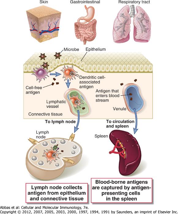 Deri Gastrointestinal Solunum yolu Dokuda serbest antijen Lenfatik damar Lenf düğümü Lenf düğümü Dolaşım ve dalağa Lenf