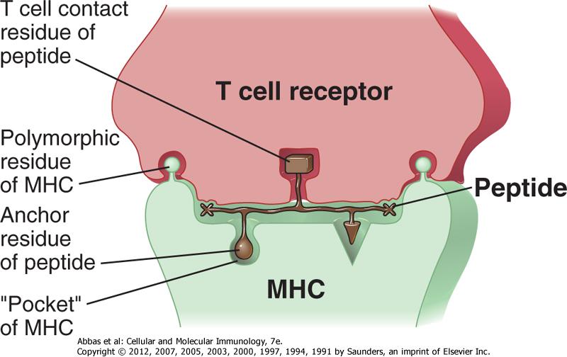 T HÜCRE RESEPTÖRÜ ve MAJÖR HİSTOKOMPATİBİLİTE KOMPLEKSİ ETKİLEŞİMİ: MHC SINIRLILIĞI (Bağımlılığı) Peptidin T hücresine