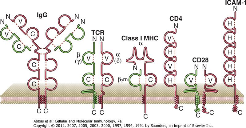 İmmünoglobulin (BHR)-THR-MHC nin