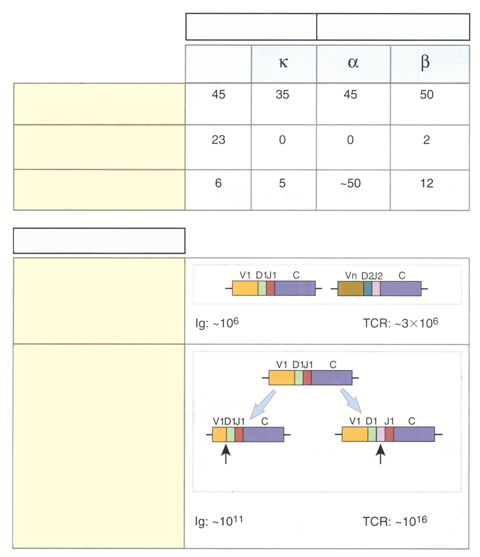 İmmünoglobulin T hücre reseptörü Değişken (V) gen segmenti Çeşitlilik (D) gen segmenti Birleştirici (J) gen segmenti Ağır zincir ALTERNATİF THR GEN SAYILARI Mekanizma Kombinasyona bağlı çeşitlilik: